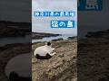 京急の終点三崎口駅からバスへ乗り継ぎ辿り着く神奈川県の最南端「城ヶ島」は猫の島！