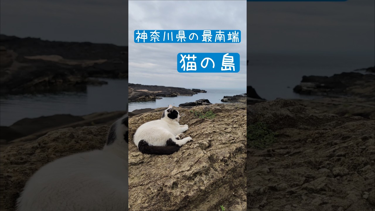 京急の終点三崎口駅からバスへ乗り継ぎ辿り着く神奈川県の最南端「城ヶ島」は猫の島！