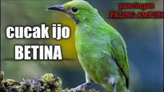 CUCAK IJO BETINA memancing bahan berbunyi / terapi cucak ijo BAHAN GACOR beserta air mengalir AMPUH