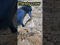 Thirsty crow using its wisdom  88news
