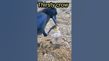 Thumbnail of Thirsty crow using its wisdom | 88news