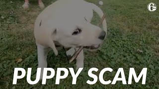 Pandemic puppy scams on the rise: Here's what you should know