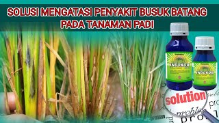 CARA MENGATASI PENYAKIT BUSUK BATANG PADA TANAMAN PADI
