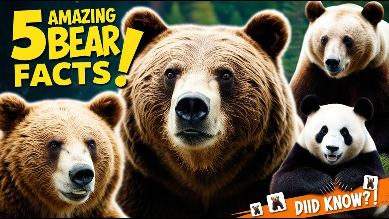 5 Fascinating Facts About Bears - YouTube