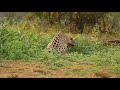 パンタナール　ジャガーのメイティング２｜西遊旅行