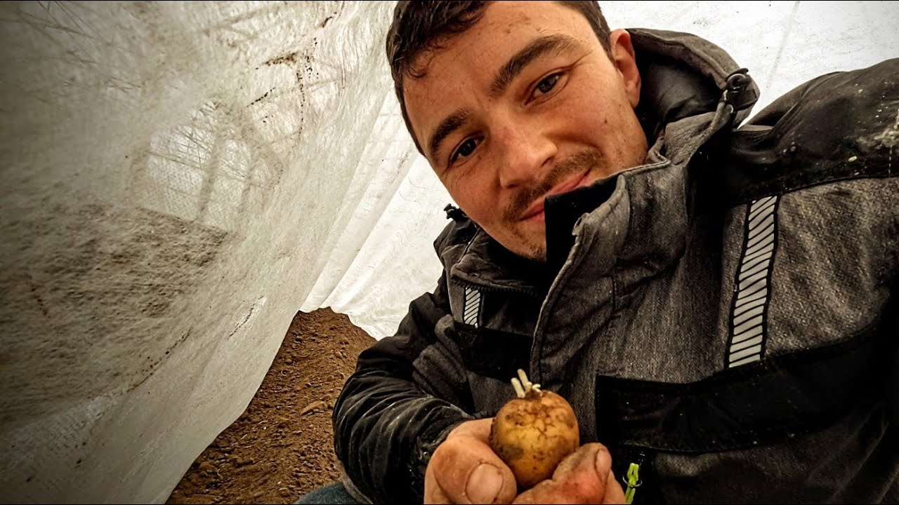 Plantation des pommes de terre sous serre