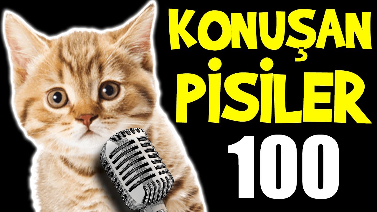 Konusan Pisiler 100 En Komik Kedi Videolari Youtube