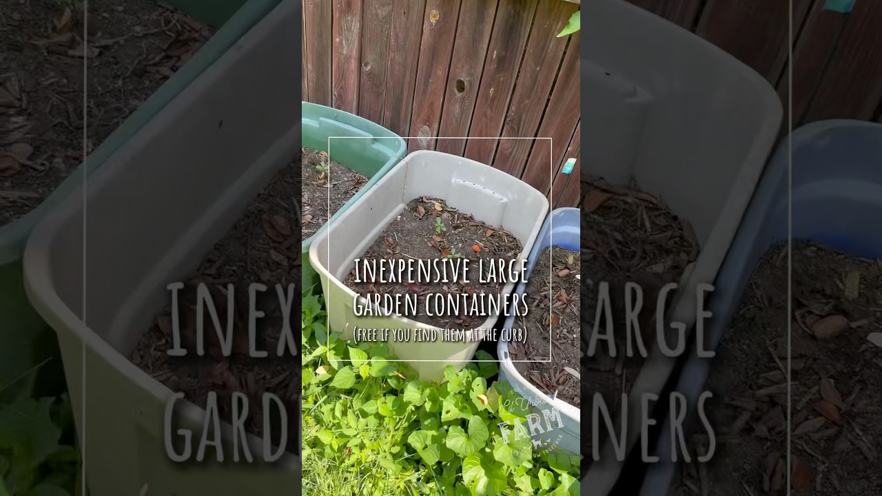 Looking for inexpensive (possibly free) garden containers? Plus some valuable garden advice…