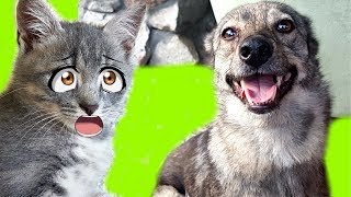 10х10 challenge КОТ МАКС знакомится с ЧУЖОЙ СОБАКОЙ 10х10 challenge КОТ МАКС знакомится с ЧУЖОЙ СОБАКОЙ