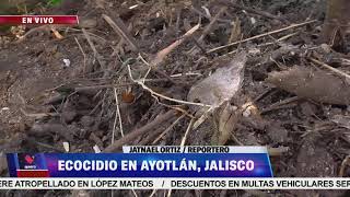 Ecocidio en #Ayotlán: muere el 90% de peces tras derrame de desechos