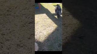 Pitiça fugiu #shortsviral #cachorro #cachorroslivres#petsdivertidos