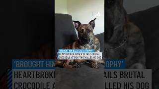 Heartbroken owner details brutal crocodile attack that killed his dog