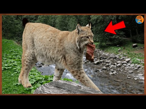 Vídeo: Steppe lynx é um animal incrivelmente bonito e gracioso