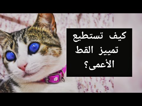 فيديو: كيفية تدليك قطة (بالصور)