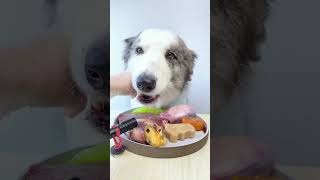 puppy eating by Pet Parents Club No views 5 months ago 2 minutes, 23 seconds