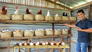 My 1 Hectare Farm of Free-range chickens & Ducks! Brilliant Ideas for Raising Free-Range Animals!
