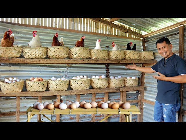 My 1 Hectare Farm of Free-range chickens & Ducks! Brilliant Ideas for Raising Free-Range Animals! class=