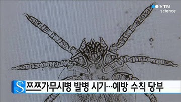 쯔쯔가무시병 발병 시기…예방 수칙 당부   / YTN 사이언스