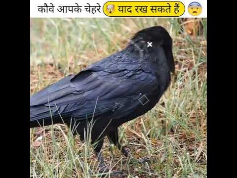 Amazing facts about crows that will blow your mind! - YouTube
