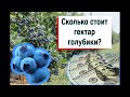 Сколько на самом деле стоит гектар голубики?