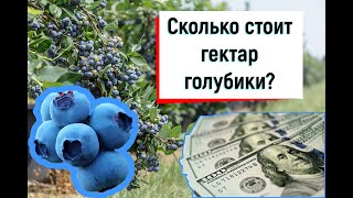 видео: Сколько на самом деле стоит гектар голубики? картинка: Сколько на самом деле стоит гектар голубики?