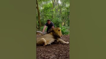 The lion got into trouble due to the python