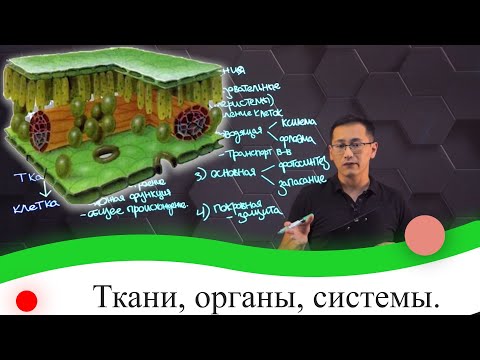 Ткани, органы, системы. 7 класс.