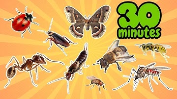 30 MINUTES Easy English Insects for ALL