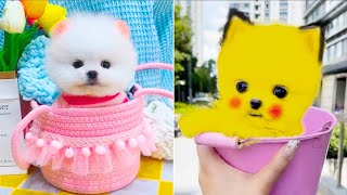 Cute Pomeranian Puppies Doing Funny Things #20🐶😅Cute and Funny Dogs 2024