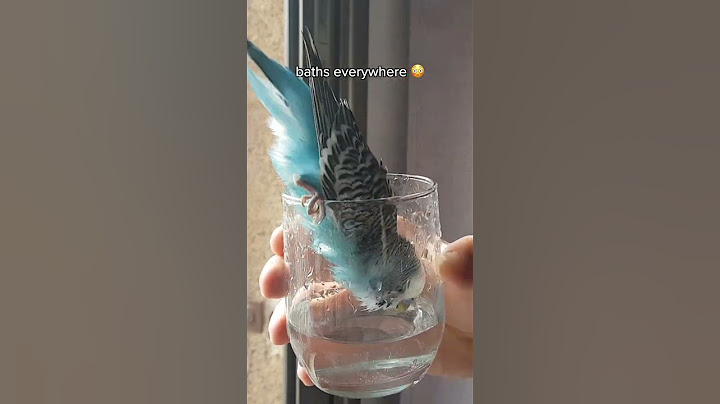 So you think you want a bird...