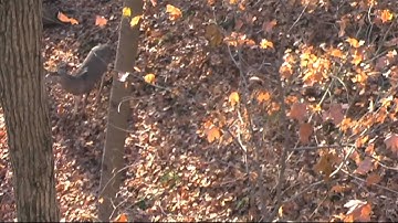 Whitetail Vocalizations While Deer Hunting: James Luck Part 1 - The Management Advantage #20