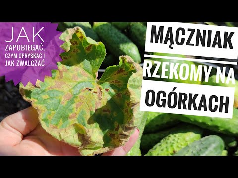 Wideo: Bakterioza Ogórka