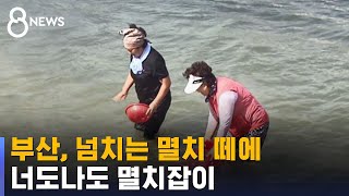 '물 반 멸치 반'…부산 해수욕장에 멸치 떼, 왜? / SBS