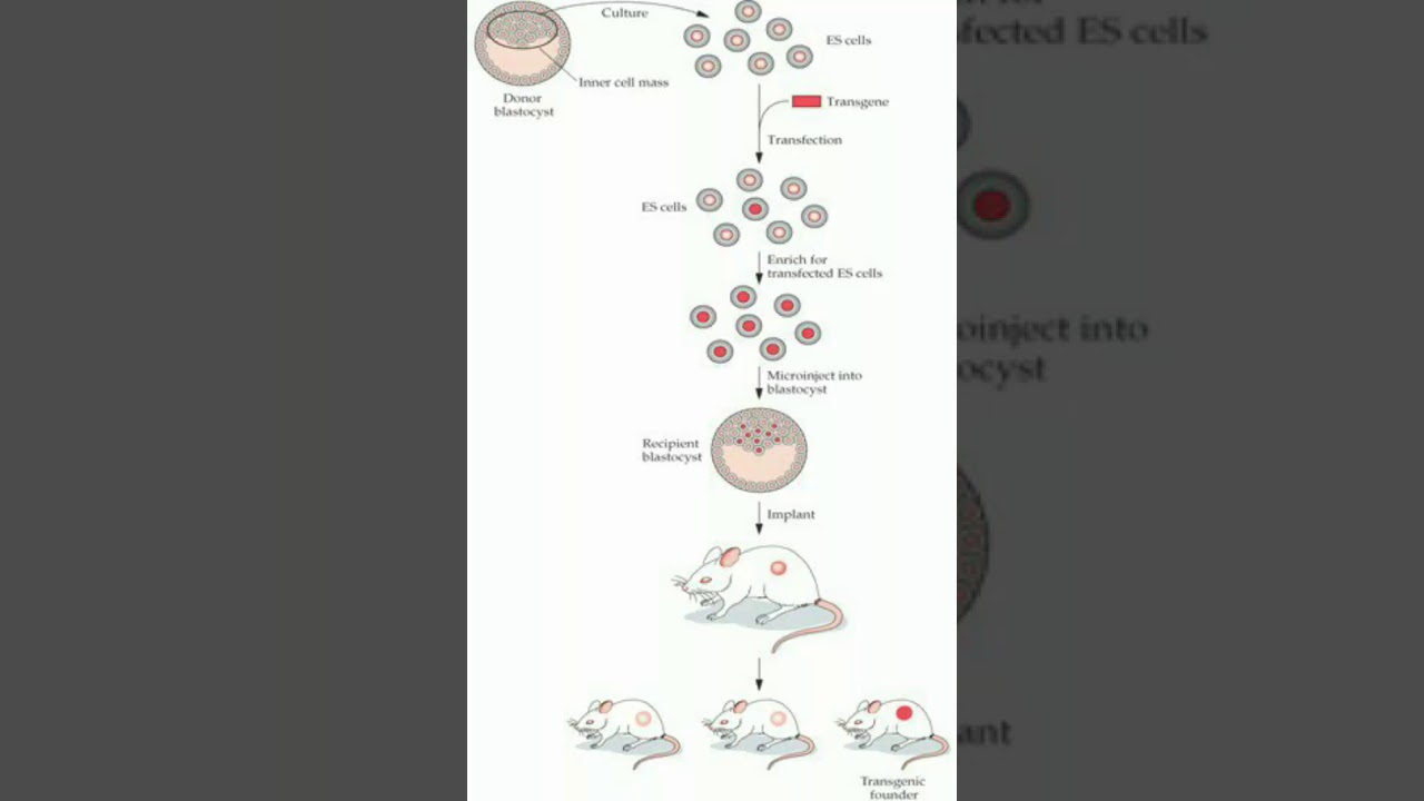 ES cell method in hindi