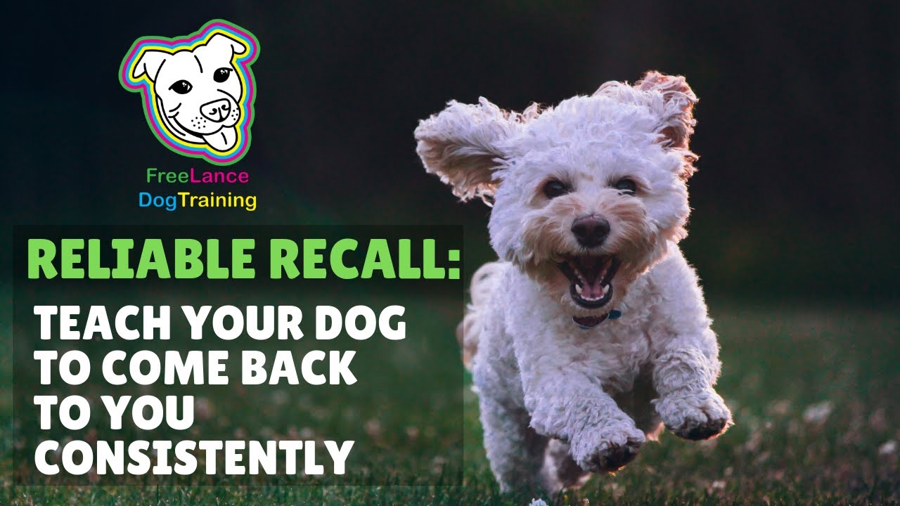 Reliable Recall: Teach your dog to come back to you consistently - YouTube
