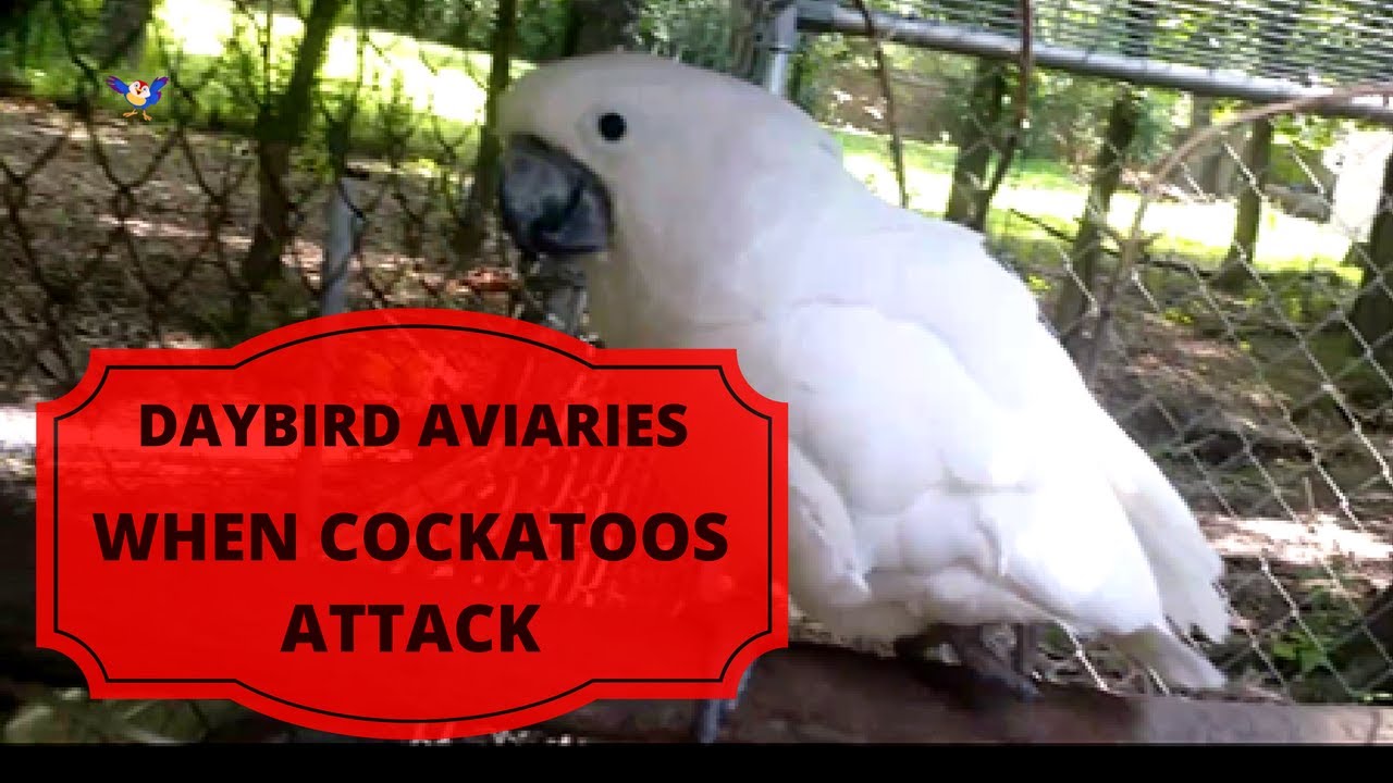 COCKATOO ATTACKS KEEPER The REAL Angry Birds YouTube