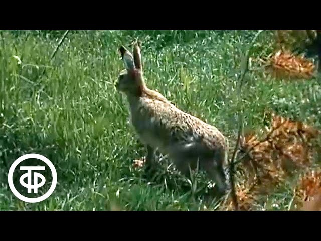 Видео: заяц устроил гонки с манипулятором на дороге