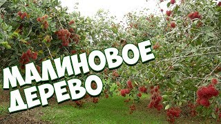 Штамбовая малина и малиновое дерево 🌱  советы от хитсад тв