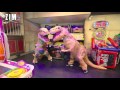 【ZIM話題無限誌】 暴龍的日常 Part 3 / 桌球篇 T-Rex playing Table Tennis