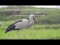 Short Documentary Video Of Asian Openbill Stork | BIhar, India | NIkonP900