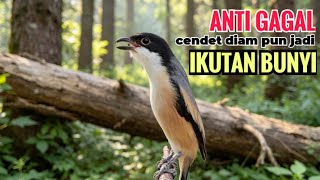 SUARA CENDET GACOR ISIAN ALAM || ANTI GAGAL efektif bikin cendet malaspun  langsung ikutan bunyi