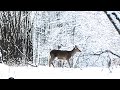 Олени, снег и тишина зимнего леса || Red deer, snow and silence of the winter forest