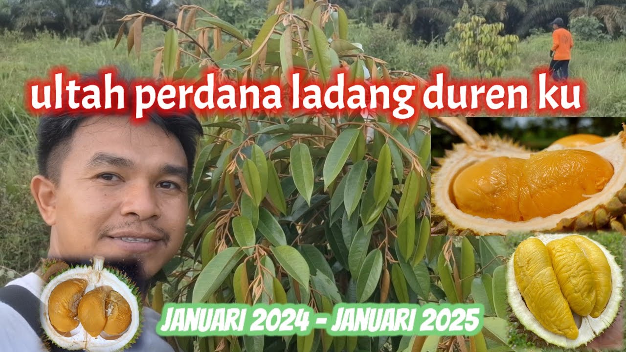 ULANG TAHUN PERDANA LADANG DURIAN KU. JANUARI 2024 TO JANUARI 2025. ALHAMDULILLAH