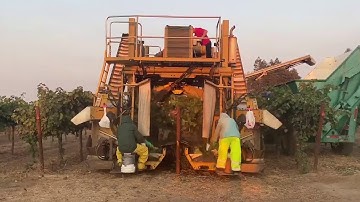 Wine Grape Harvesting with FFG Harvesting