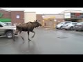 Moose on the loose in corner brook