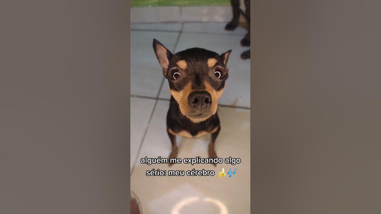 pinscher engraçado #animais #youtubeshorts #cachorro #pinscher # ...