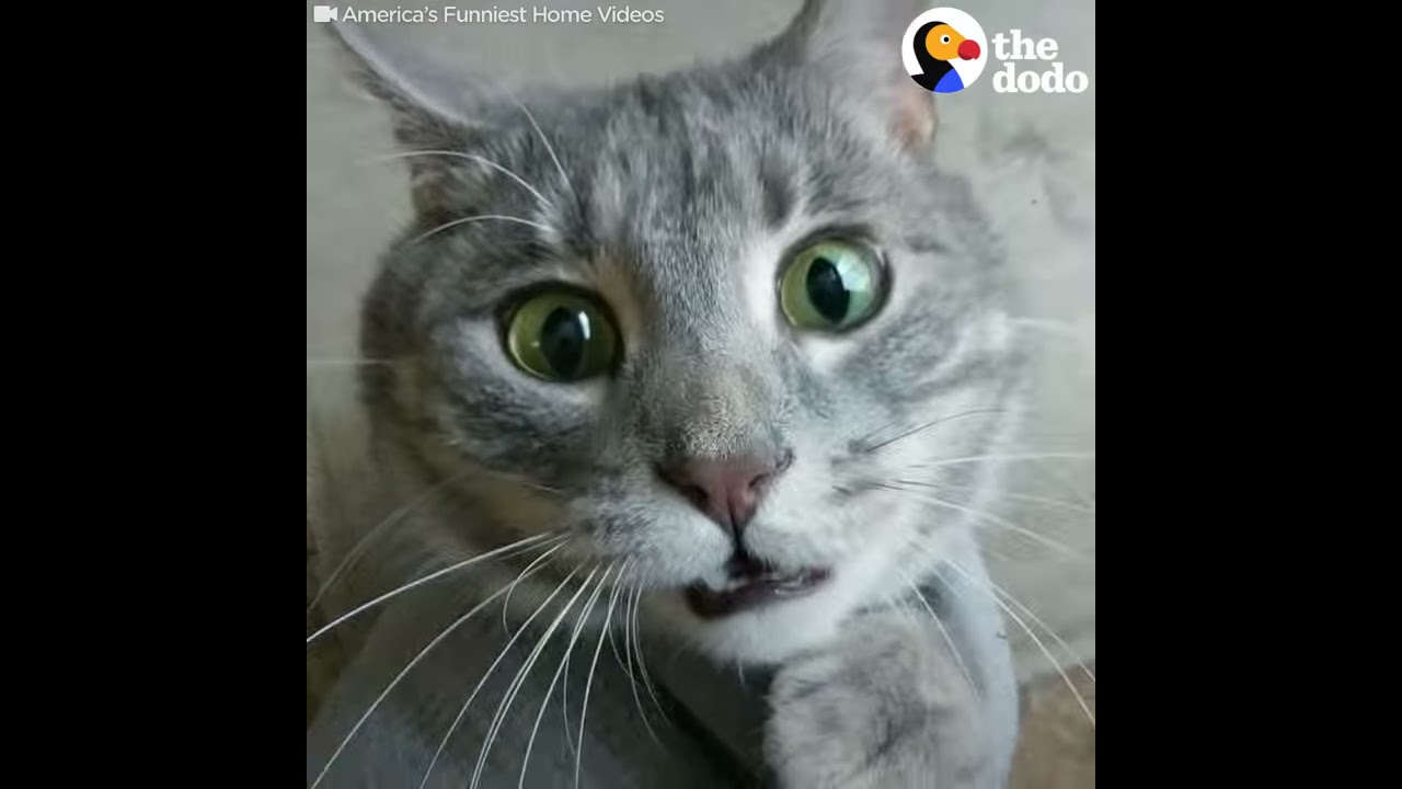 Youtube cat fails cheap