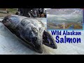 Wild Alaskan King & Red Salmon {Catch Clean Cook} The Most Amazing Fish!!!