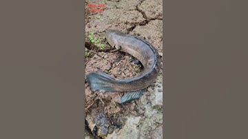 CÁ LÓC, CÁ SỘP  BỐ ĐI TÌM CON  DO MƯA BÃO KÉO DÀI#ĐặngTùngchannel