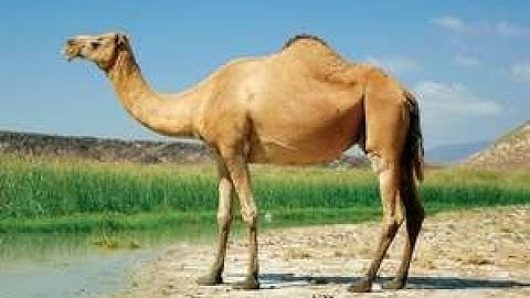 Banked Curve | The Circular Motion | College Physics